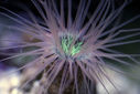 Tube_Anemone.jpg